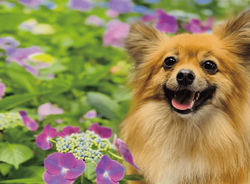 紫陽花と撮影する看板犬ポノ