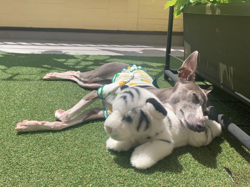 日向ぼっこするスタッフ犬ジュレ