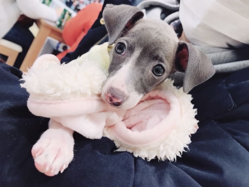 パピーのスタッフ犬ジュレ
