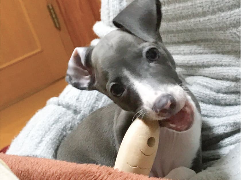 パピーのスタッフ犬ジュレ