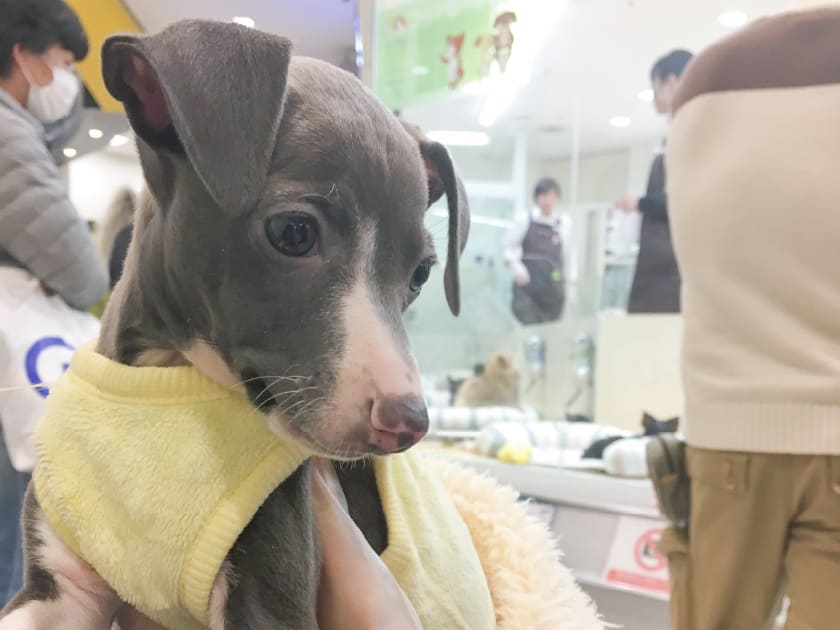 パピーのスタッフ犬ジュレ