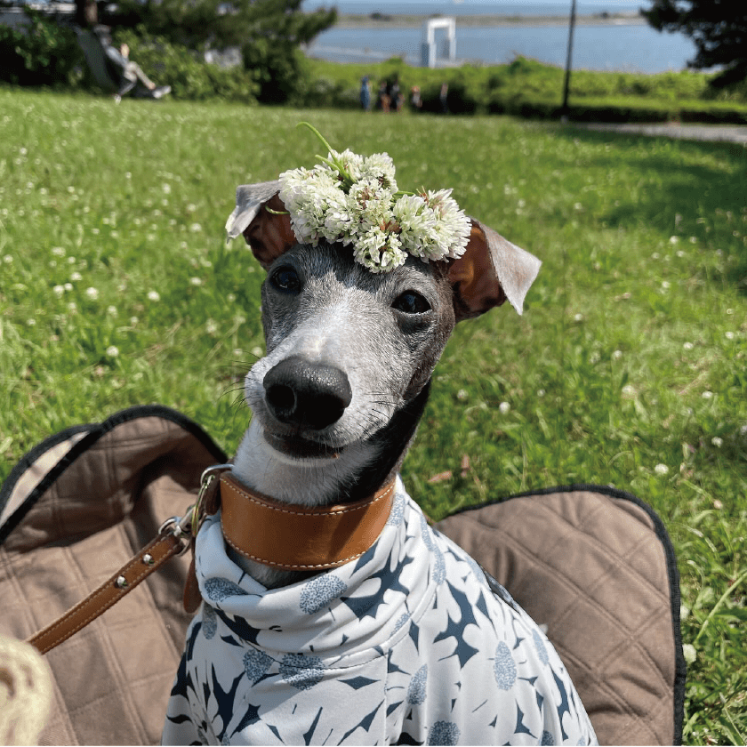 お花載っけられてかわいいフィノくん