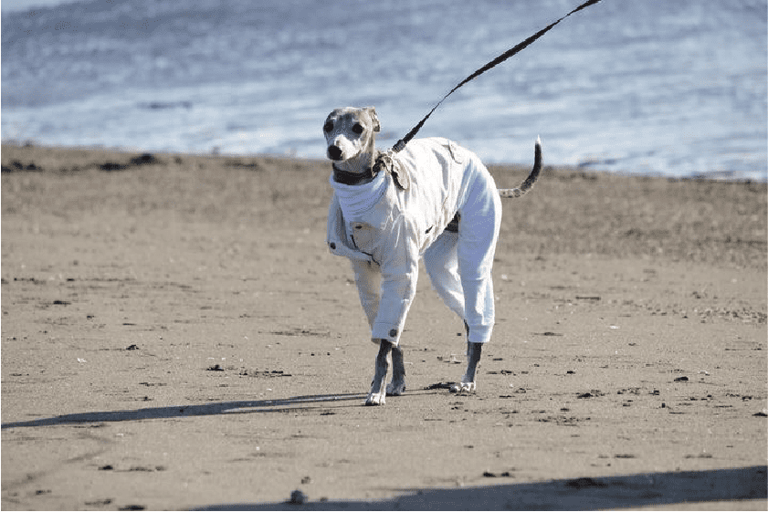 浜辺をお散歩するフィノくん