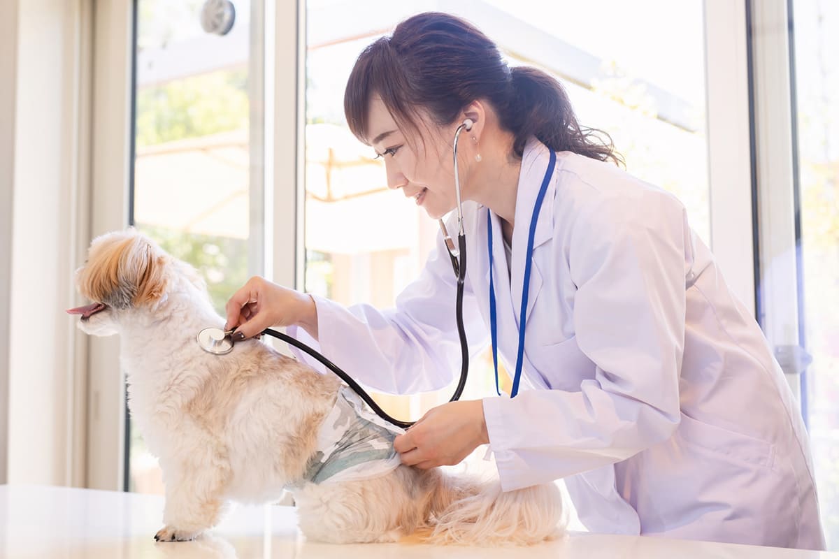 犬と獣医さんイメージ