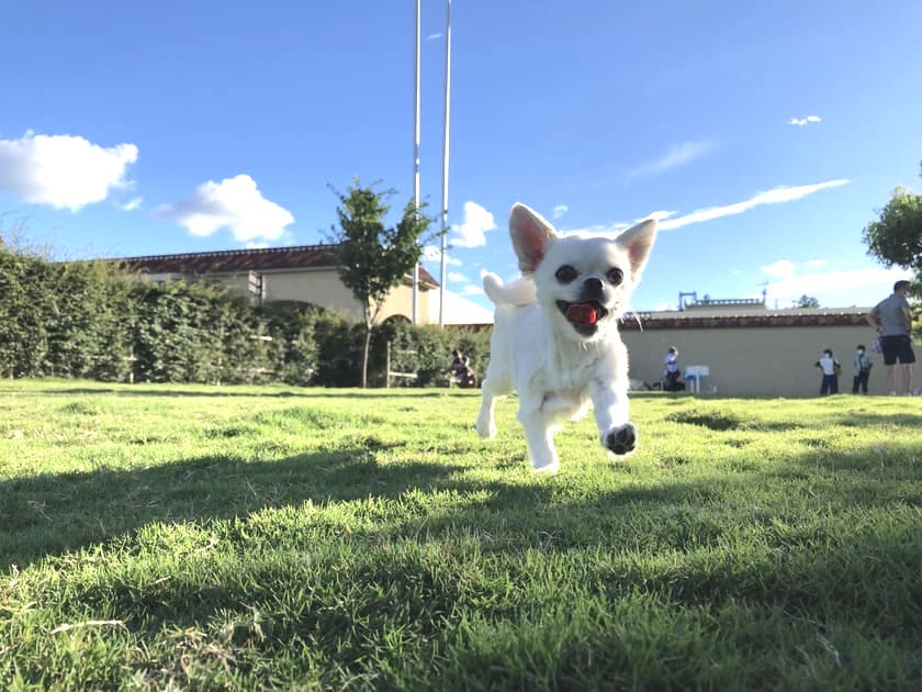 喜んでいる犬