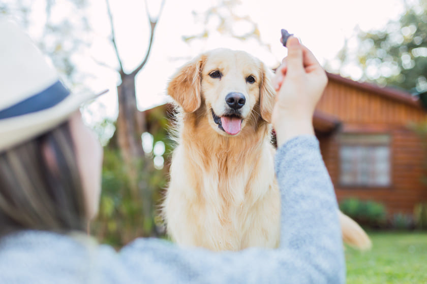 おやつをもらう犬