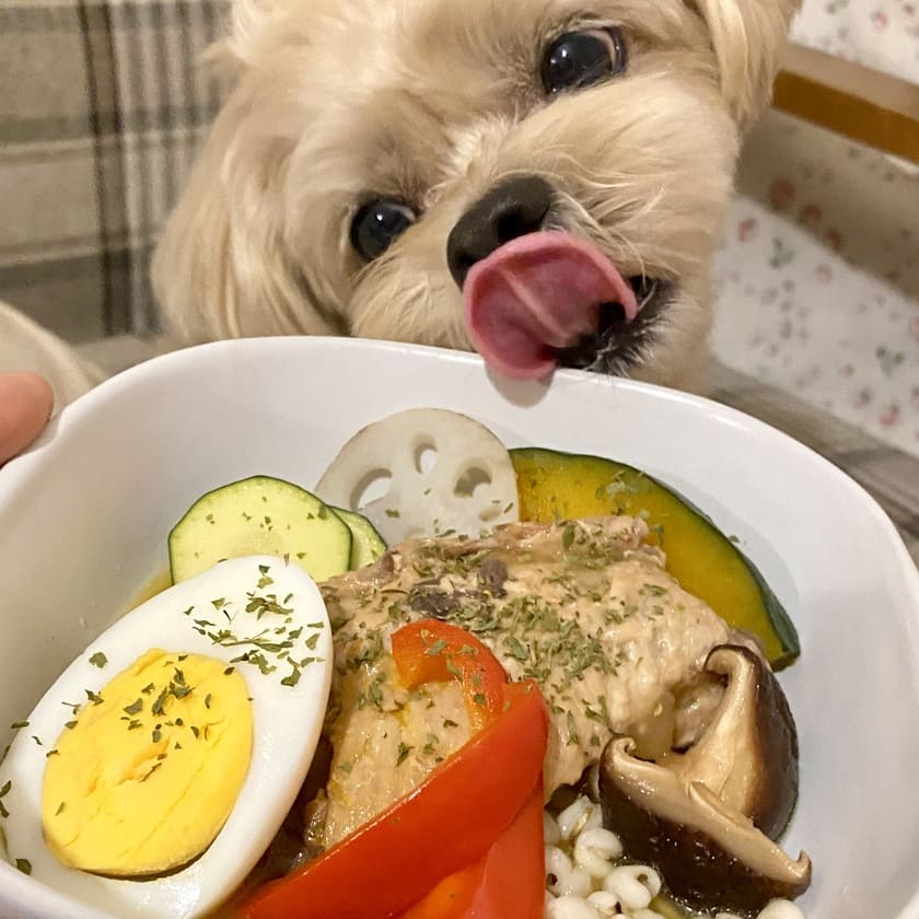 ご飯を欲しがるスタッフ犬ホニ