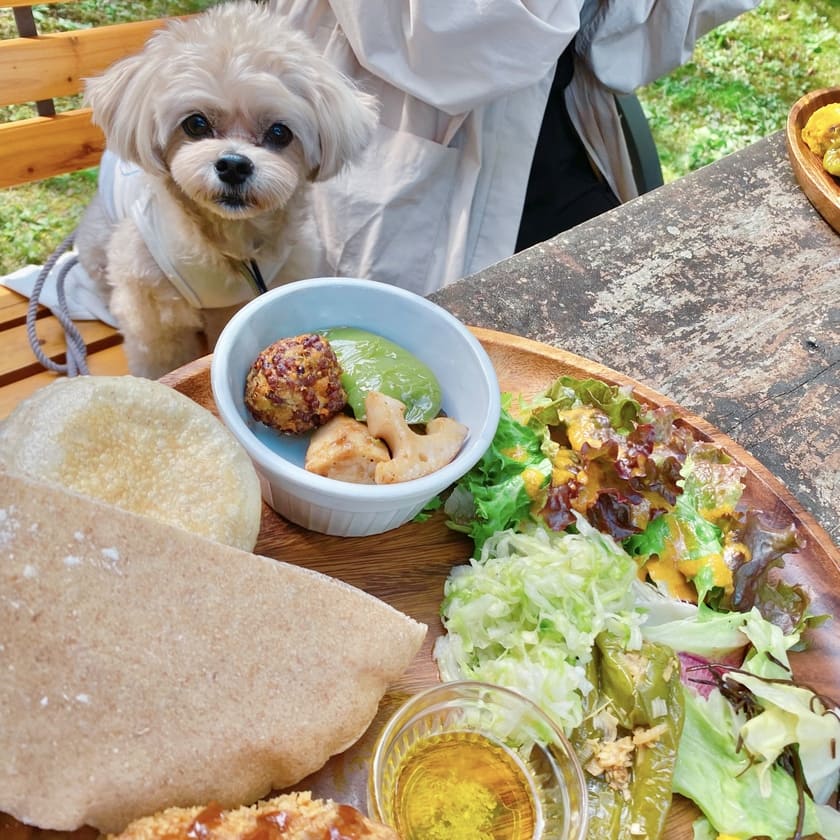 美味しいご飯を見るスタッフ犬ホニ