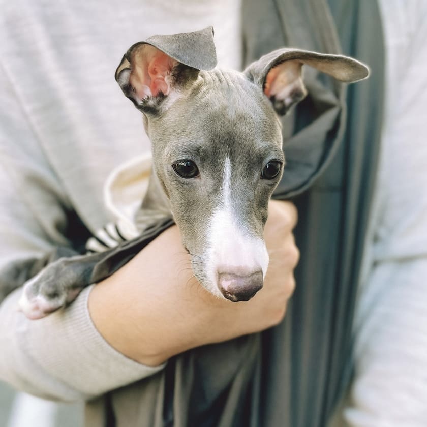 抱っこ中のスタッフ犬オリ