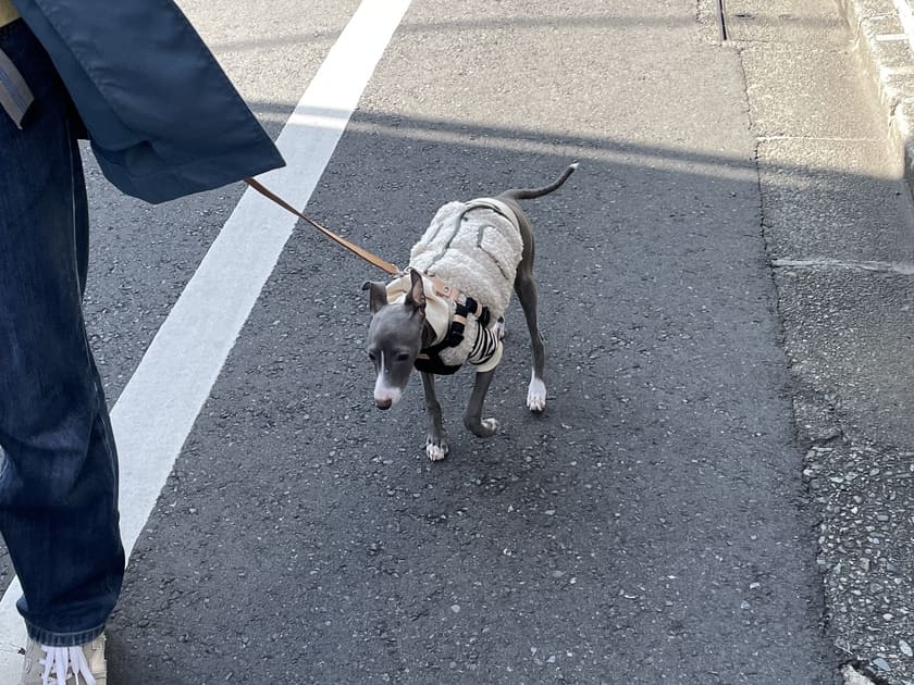 お散歩初心者のスタッフ犬オリ