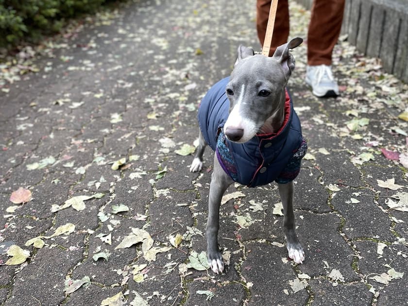 寒さに固まるスタッフ犬オリ