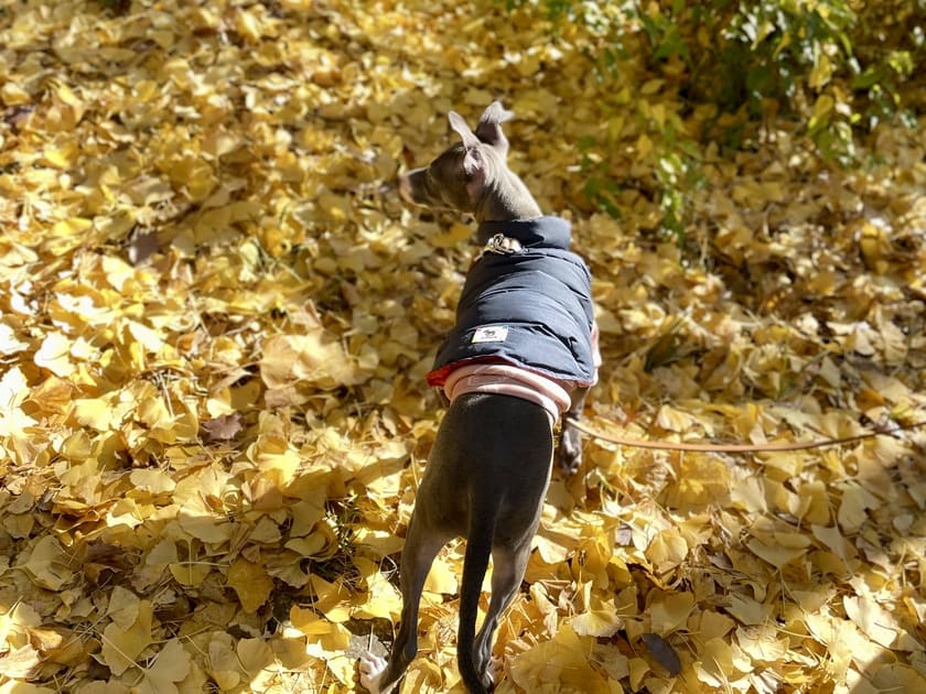 紅葉を楽しむお散歩初心者のスタッフ犬オリ