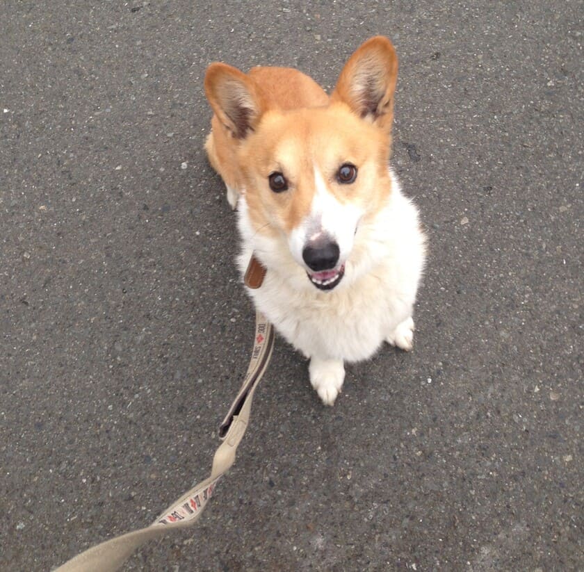 お散歩中の犬の画像