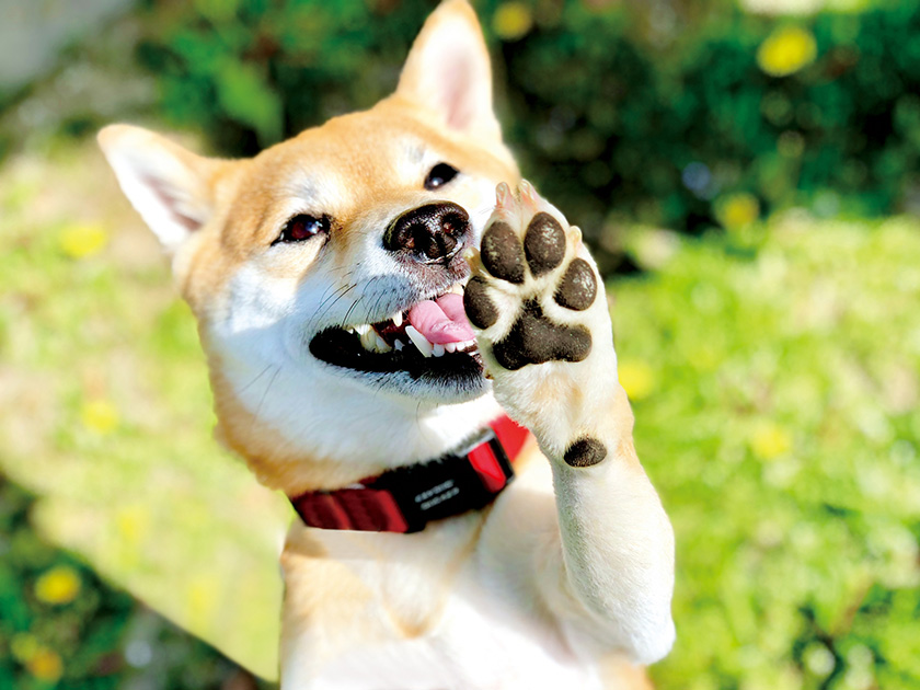 笑顔の柴犬