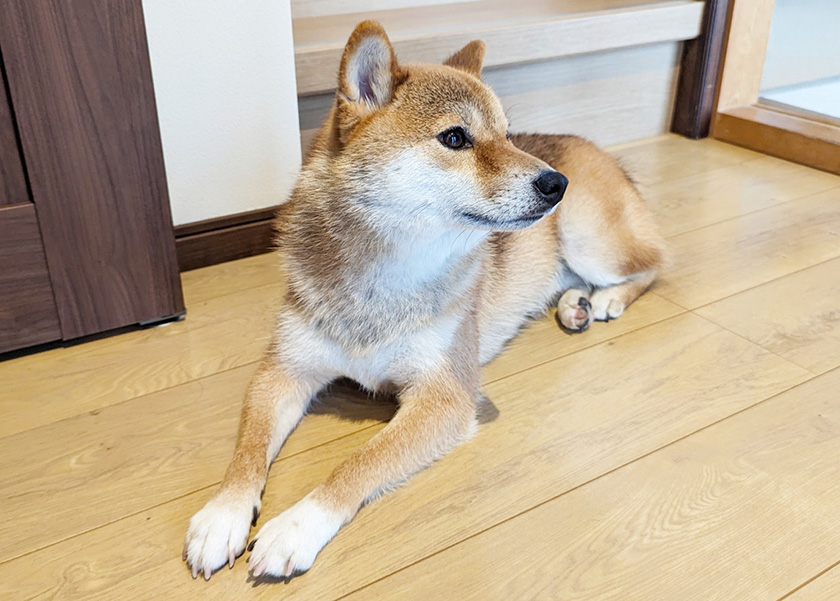 ずっと飼い主を待つお留守番中の柴犬