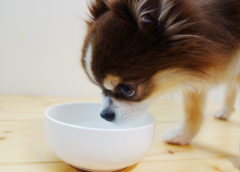 お水を飲むチワワ
