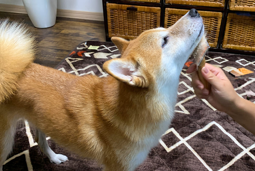 ブラッシング中の柴犬