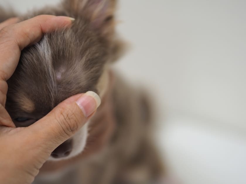 犬の皮膚の状態をチェック