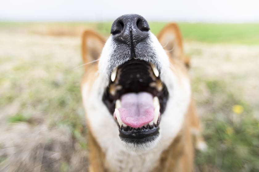 お口の中が丸見えの柴犬