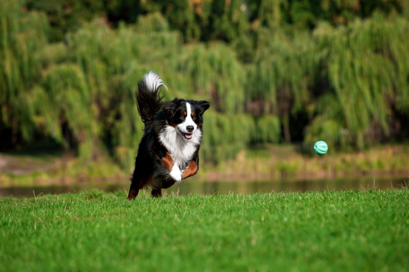 ボールで遊んでいる様子の大型犬