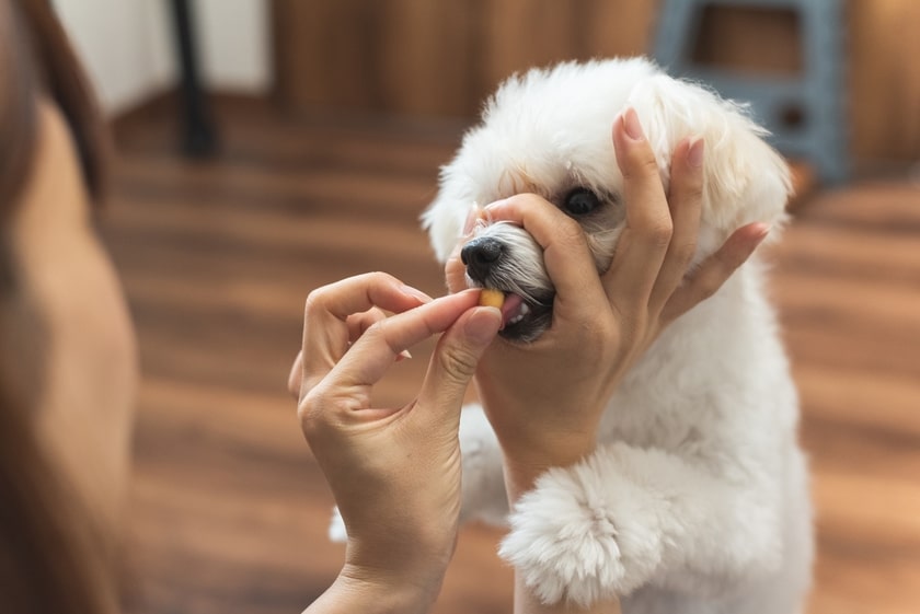 しつけ中の犬