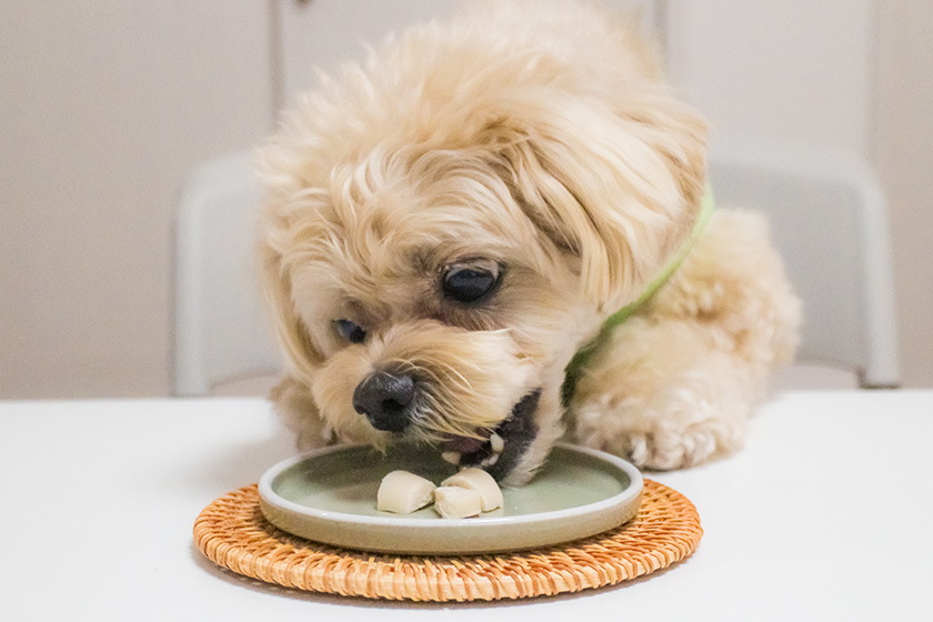 おやつに食らいつくスタッフ犬ホニ