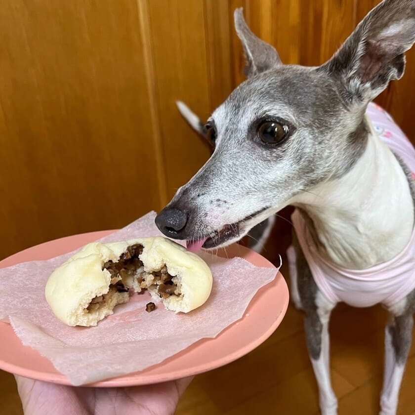 手作り肉まんに釘付けのスタッフ犬ジュレ