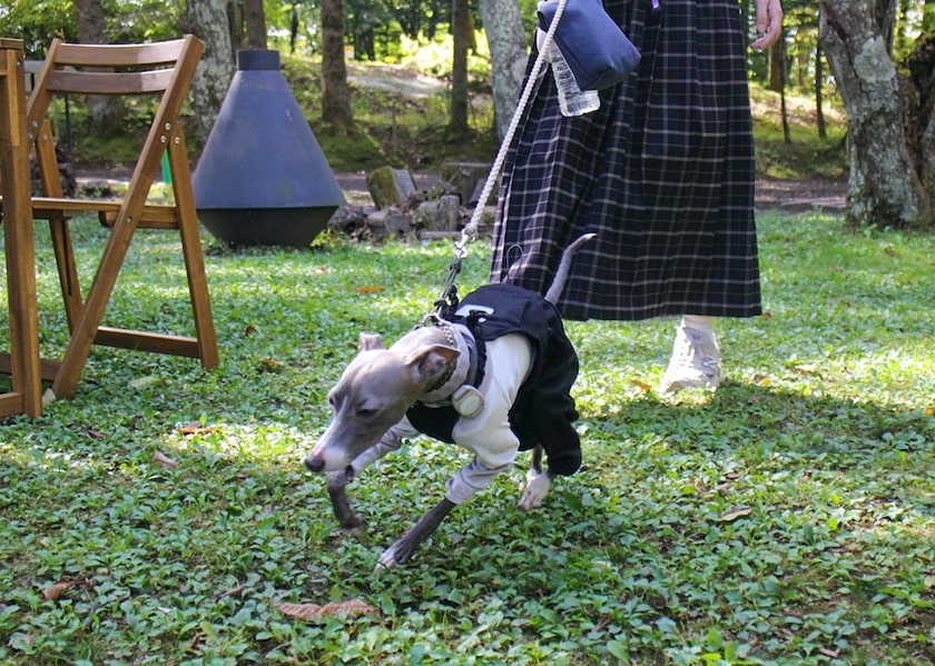 散歩中のスタッフ犬オリ