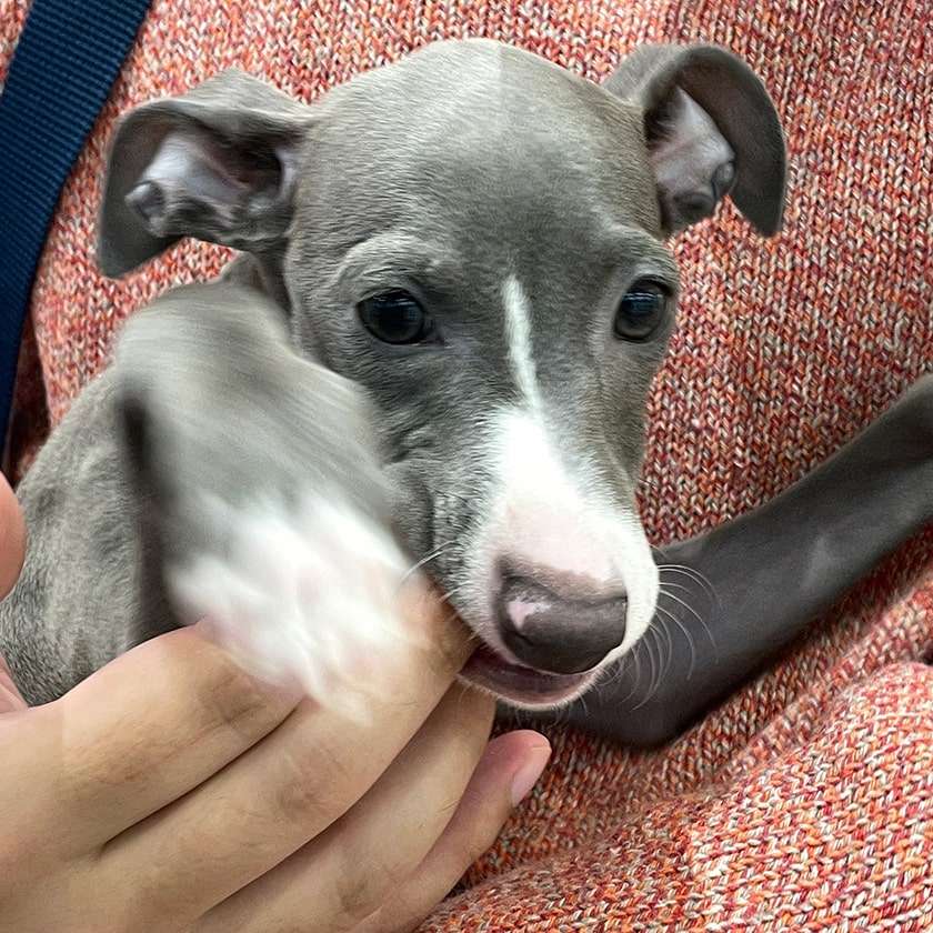 ヤンチャな様子のスタッフ犬オリ