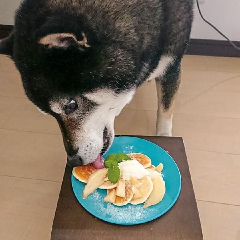 パンケーキを食べている犬