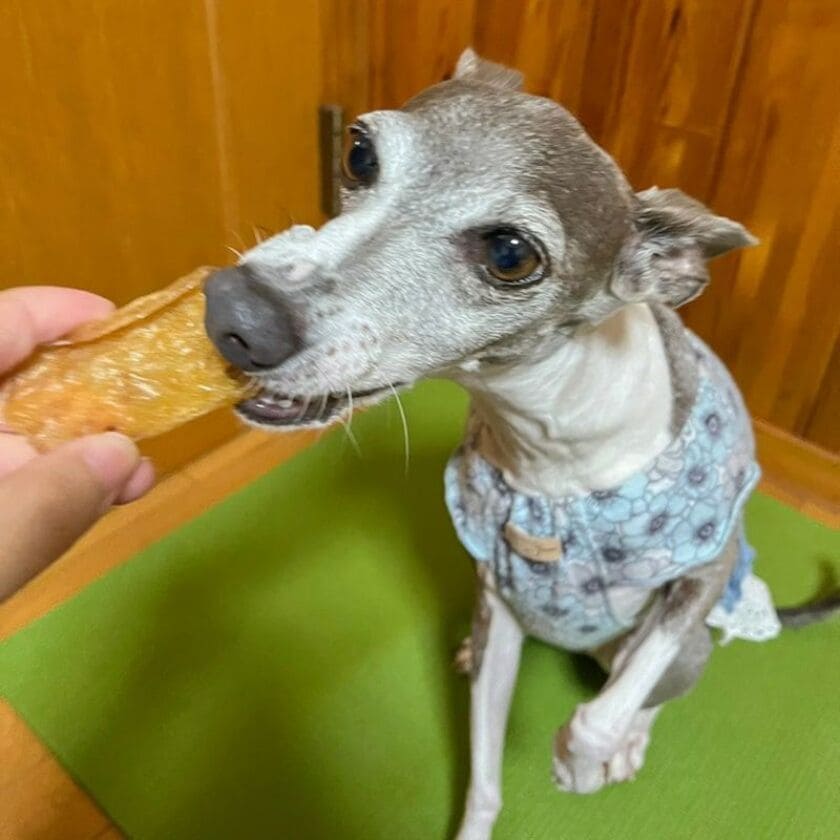 サメジャーキーを食べるフタッフ犬ジュレ
