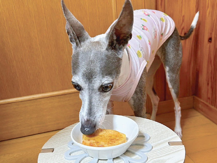 フレンチトーストを楽しむスタッフ犬ジュレ