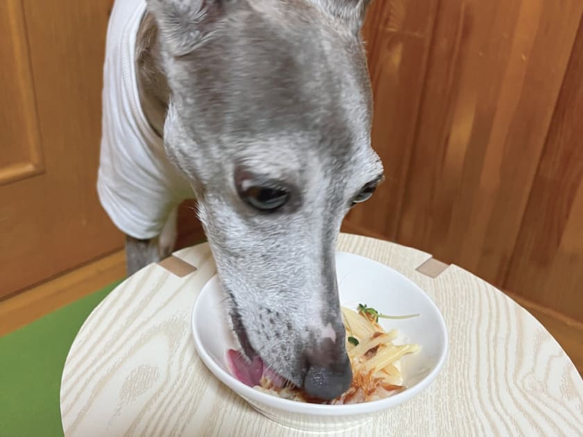 パスタを楽しむスタッフ犬ジュレ