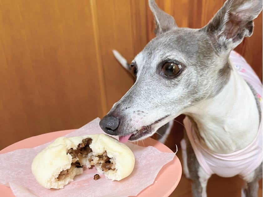 椎茸嫌いのスタッフ犬ジュレ