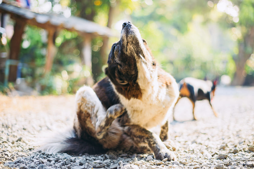 体を掻く犬の画像