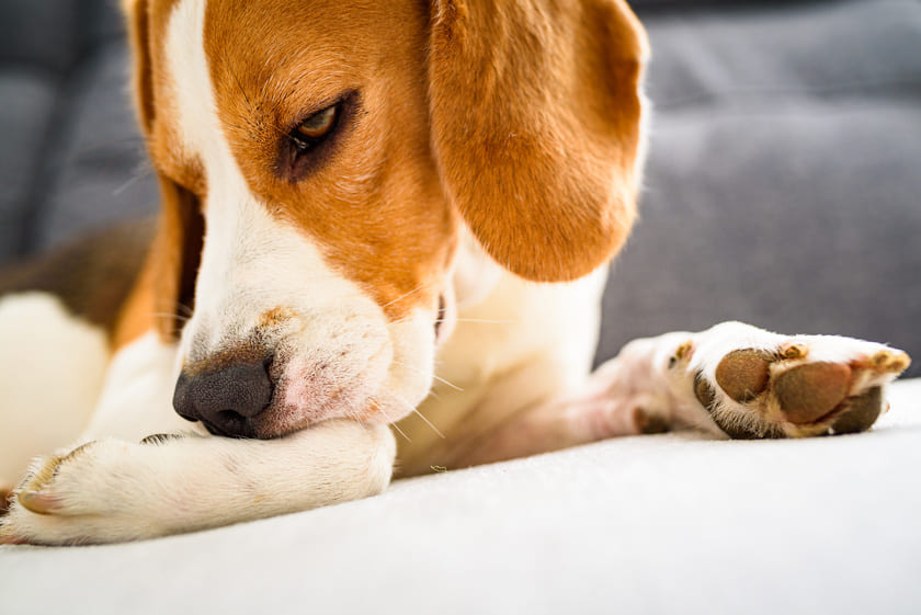 手がかゆそうな犬の画像