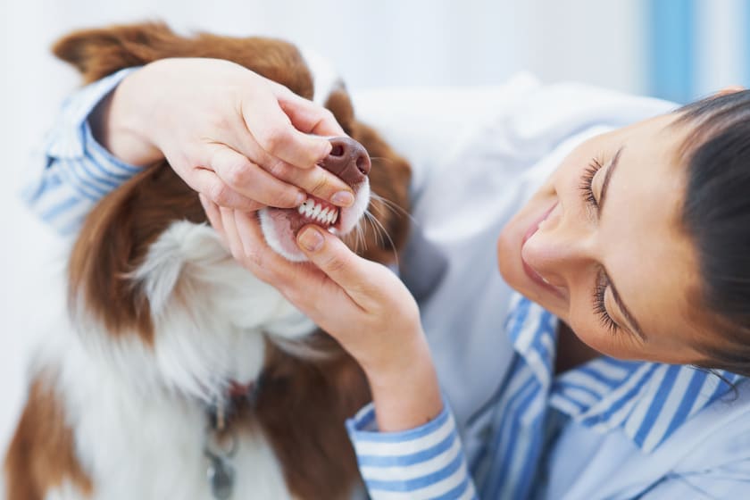 犬の歯の状態をチェックしている画像