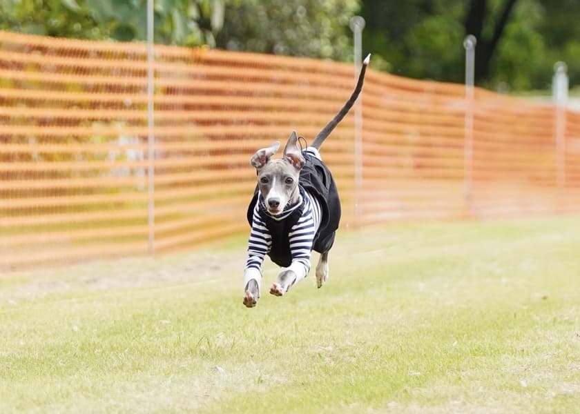 元気に走り回るスタッフ犬オリ