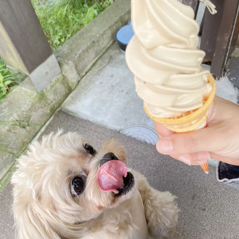 アイスを欲しがるスタッフ犬ホニ