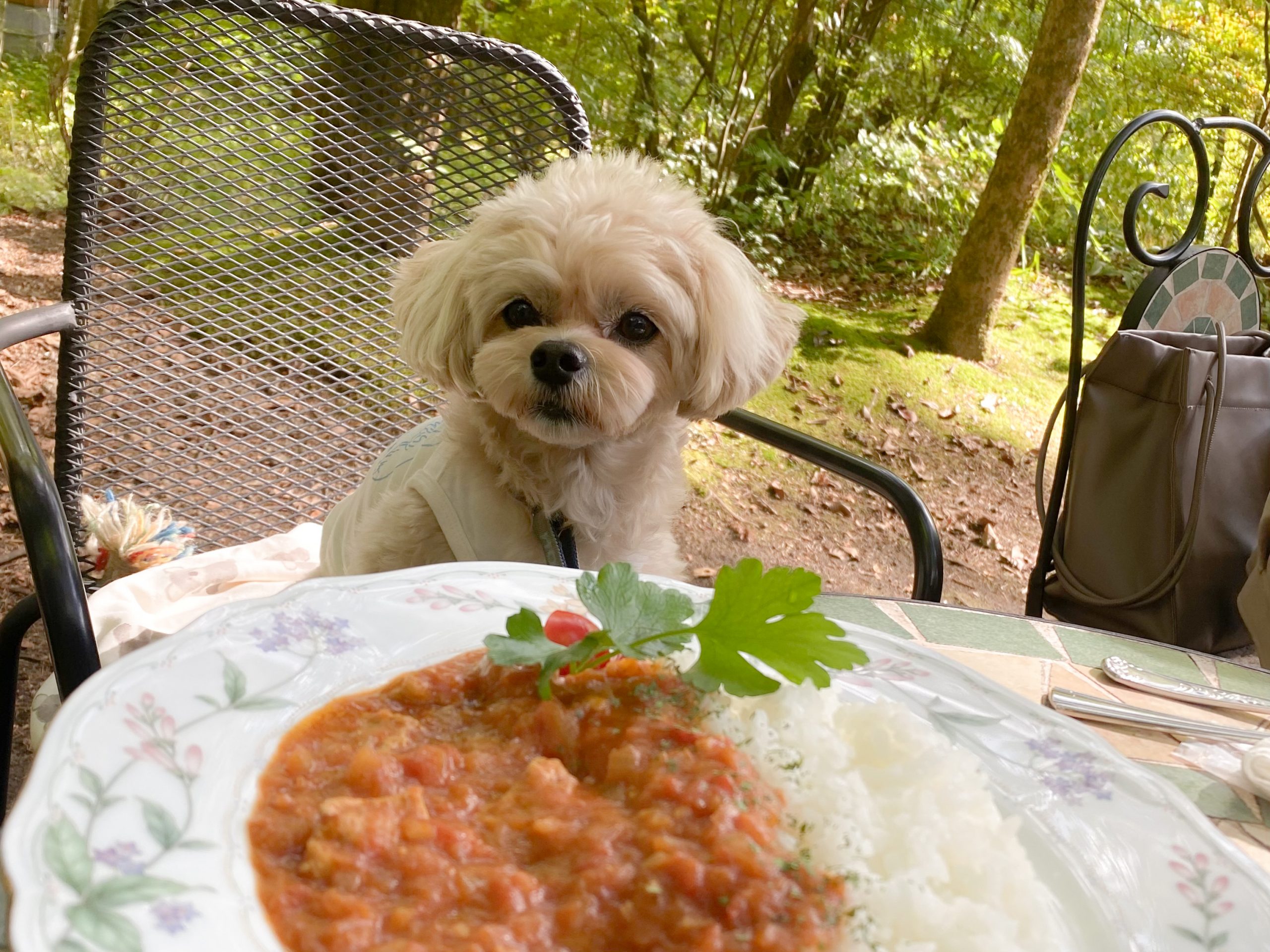 スタッフ犬ホニの目の前にカレー