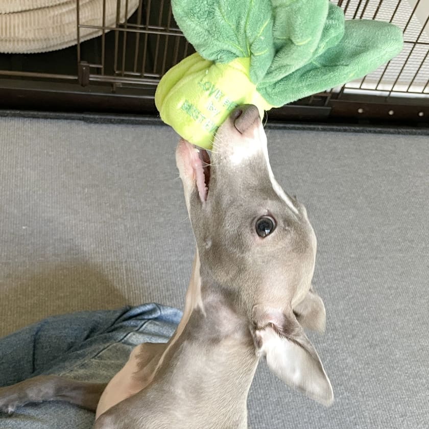 おもちゃ大好きスタッフ犬
オリ