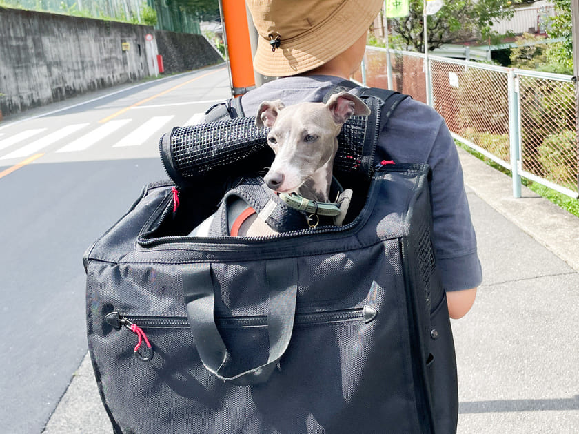 お出かけするスタッフ犬オリ