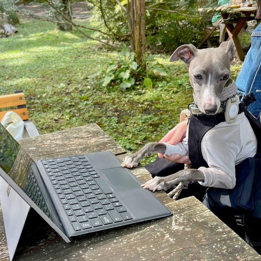 仕事をするスタッフ犬オリ