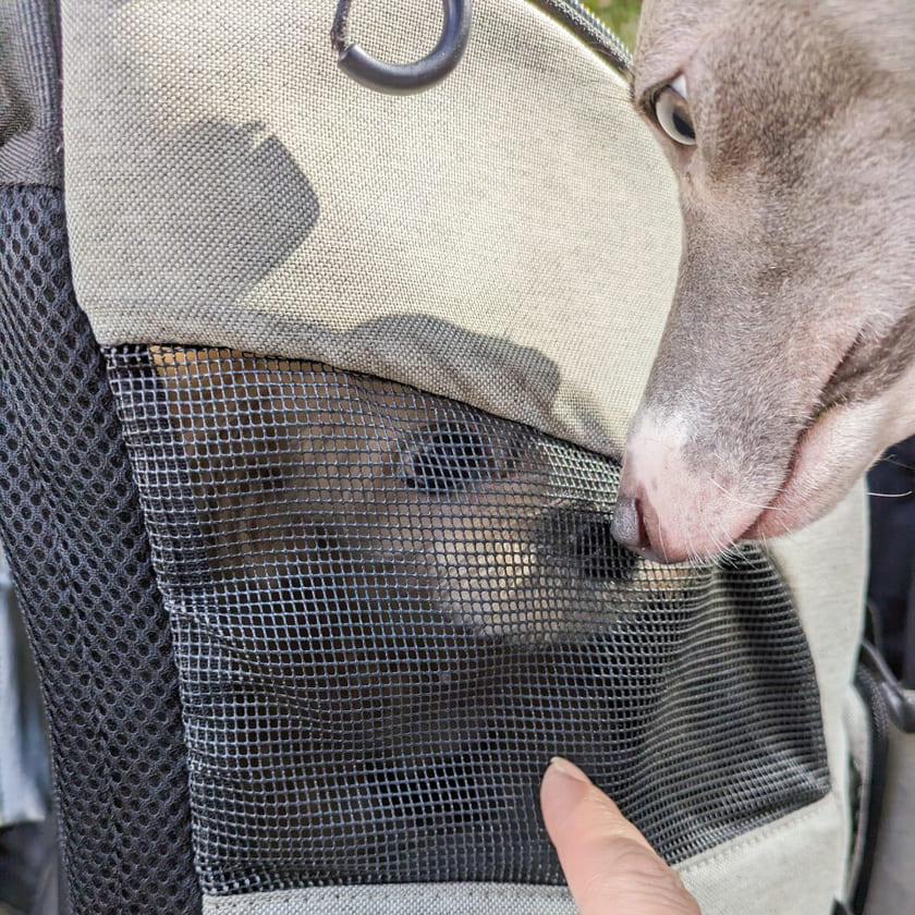 スタッフ犬のホニとオリ