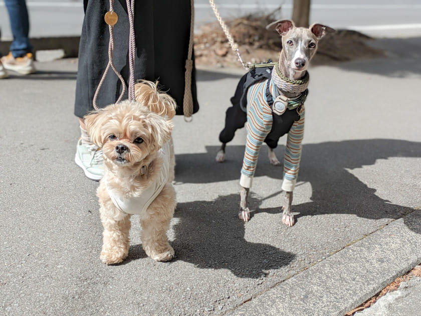 お散歩するスタッフ犬ホニとオリ