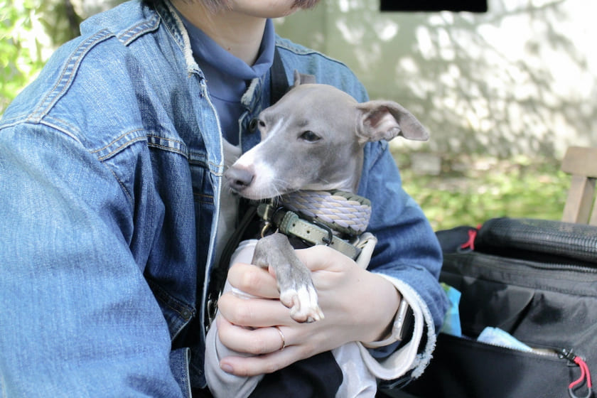 食事を阻止されるスタッフ犬オリ