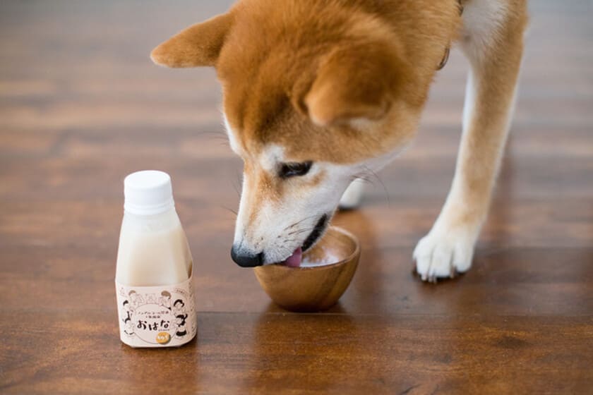 水分補給する犬