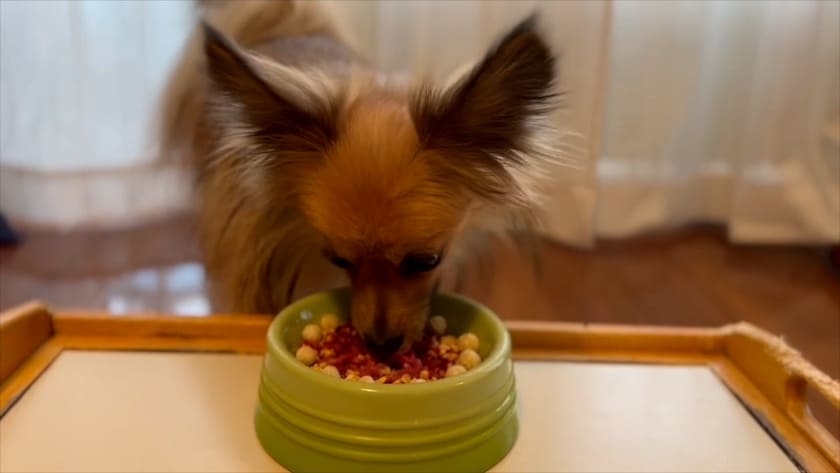 雑穀パフを食べるスタッフ犬ポノ