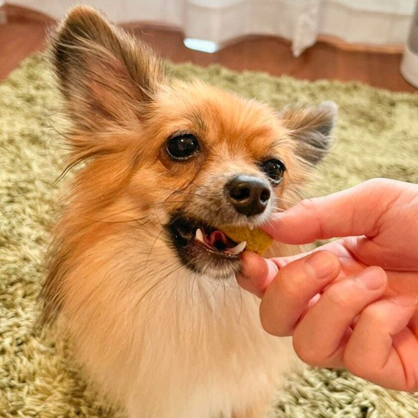 クポノを食べるスタッフ犬ポノ