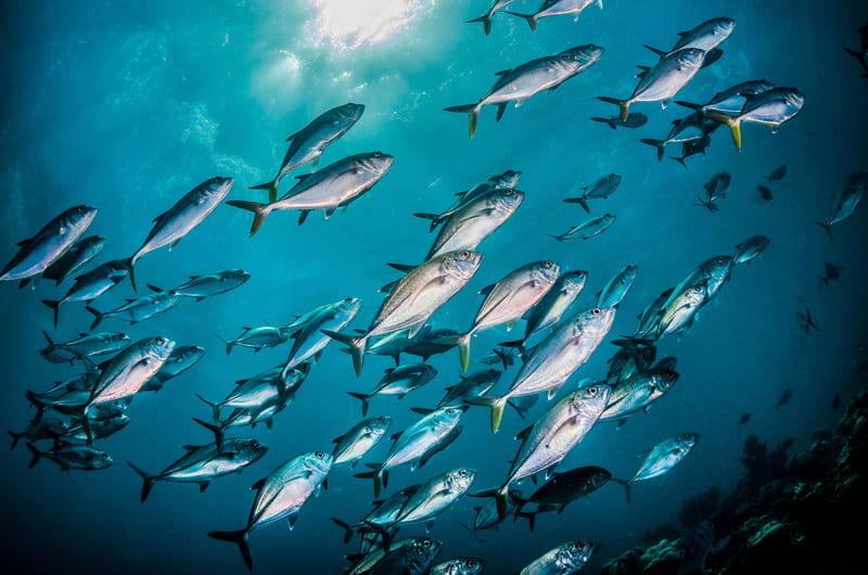 海の魚の画像